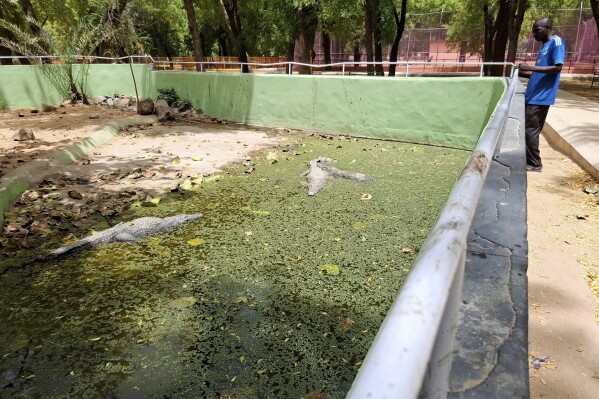 A man watches crocodiles at a zoo in Maiduguri, Nigeria, Saturday, March 15, 2025. (AP Photo/Joshua Olatunji)
