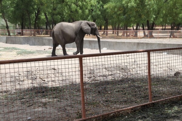 An elephant walks in an enclosure at a zoo in Maiduguri, Nigeria, Saturday, March 15, 2025. (AP Photo/Joshua Olatunji)