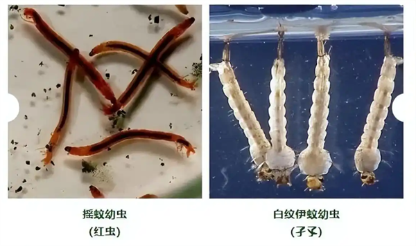 上海发现中国未有神秘生物 官方回应：还需进一步研究