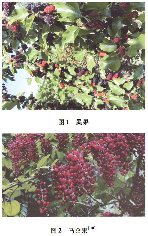 一口爆汁！维生素C 4倍于蓝莓 21世纪最佳保健水果现在吃正好