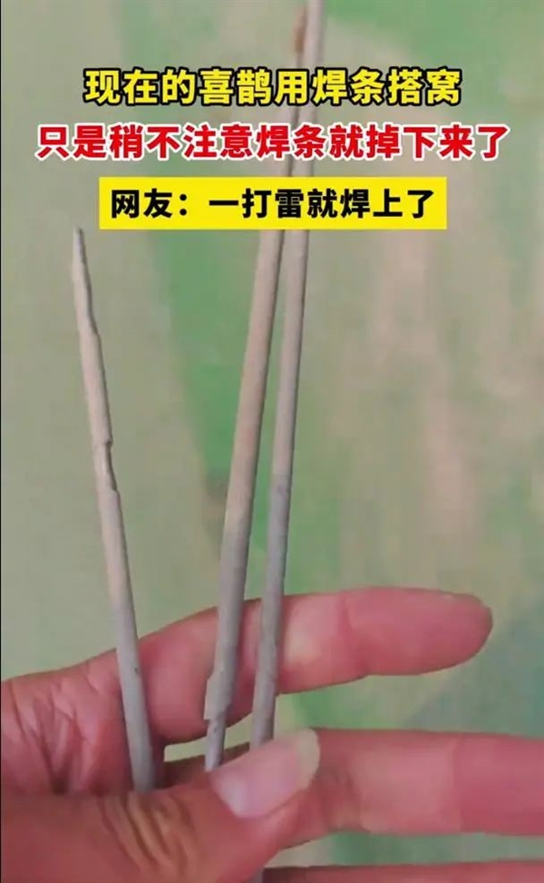 喜鹊用焊条搭窝：把树下的车子坑惨了